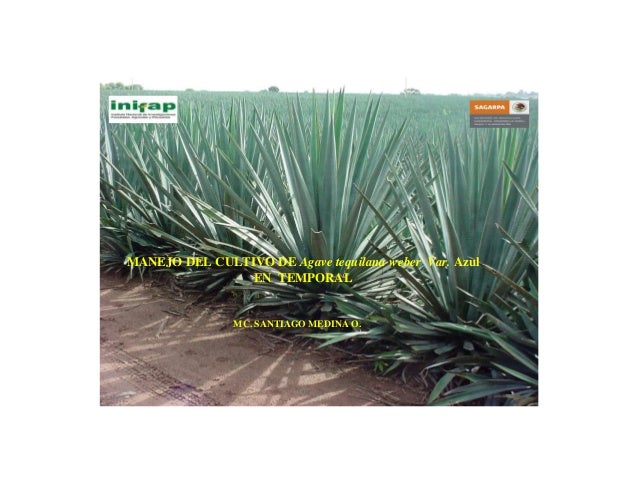 agave tequilana weber variedad azul